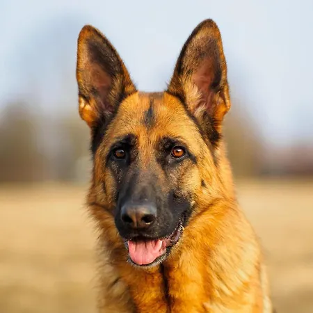 펜션 In Near Spieljoch Lift